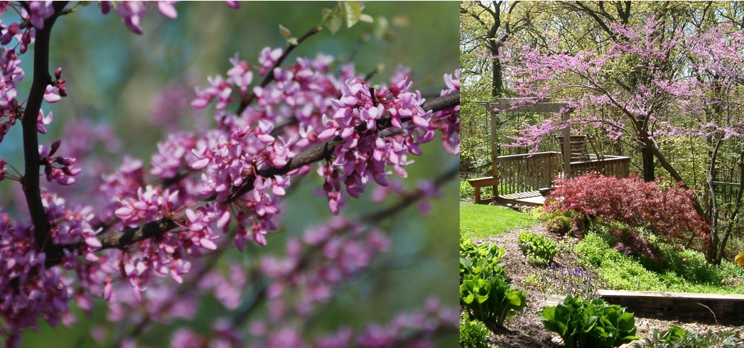 Redbud flowers and tree